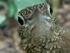 Xiphorhynchus elegans