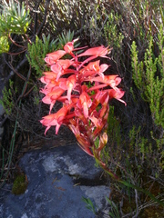 Disa ferruginea