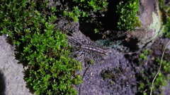 Allothereua