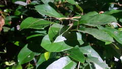 Lopaphus balteatus