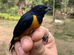 Euphonia rufiventris