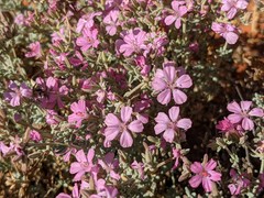 Frankenia serpyllifolia