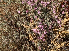 Frankenia serpyllifolia