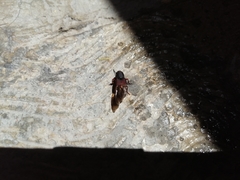 Platydracus phoenicurus