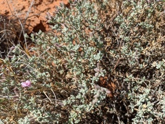 Frankenia serpyllifolia