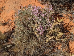 Frankenia serpyllifolia
