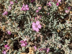 Frankenia serpyllifolia