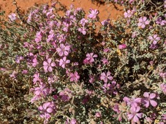 Frankenia serpyllifolia