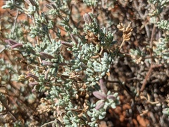 Frankenia serpyllifolia