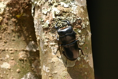 Dorcus antaeus miyashitai
