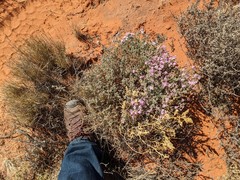 Frankenia serpyllifolia