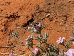 Frankenia serpyllifolia