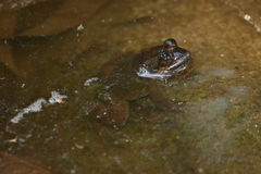 Limnonectes isanensis