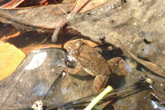 Limnonectes isanensis