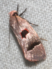 Acanthodela erythrosema