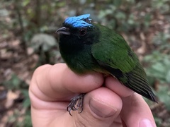 Lepidothrix coronata