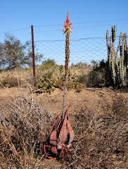 Aloe microstigma microstigma