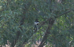 Enicurus leschenaulti