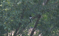 Enicurus leschenaulti