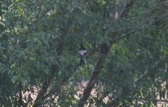 Enicurus leschenaulti