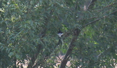 Enicurus leschenaulti