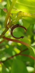 Cladonota luctuosa