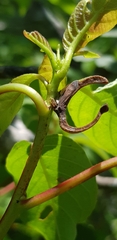 Cladonota luctuosa