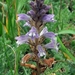 Orobanche ramosa ramosa - Photo (c) Adriaan Grobler, some rights reserved (CC BY-NC), uploaded by Adriaan Grobler