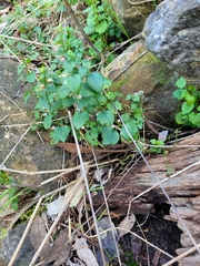 Scutellaria humilis
