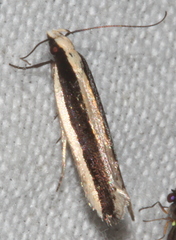 Ardozyga chionoprora