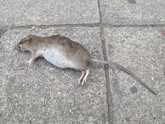 Rattus norvegicus