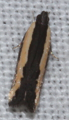 Ardozyga stratifera