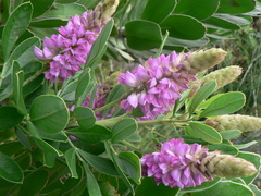 Indigofera cytisoides