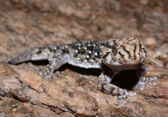 Chondrodactylus bibronii