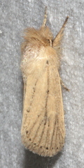 Bathytricha leonina