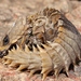 Armadillo Girdled Lizard - Photo (c) Alex Rebelo, some rights reserved (CC BY-NC), uploaded by Alex Rebelo