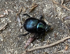 Geotrupes balyi