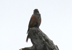 Emberiza godlewskii