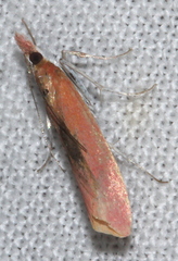 Canuza euspilella