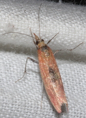 Canuza euspilella