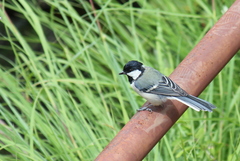 Parus minor