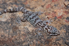 Pachydactylus weberi
