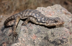 Karusasaurus polyzonus