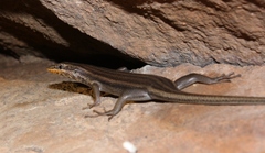 Trachylepis sulcata