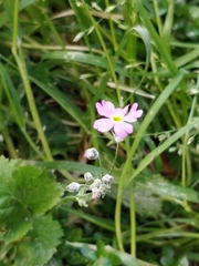 Primula malacoides