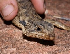 Karusasaurus polyzonus