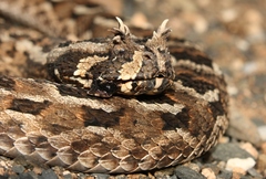 Bitis cornuta