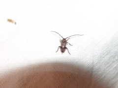 Exocentrus punctipennis