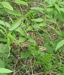 Crotalus ehecatl