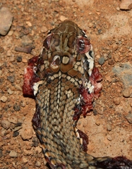 Psammophis notostictus